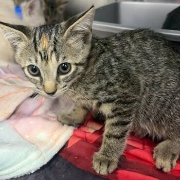 Madame -  Domestic Short Hair Cat for Adoption in Montgomery, Alabama - Madame | PetCurious