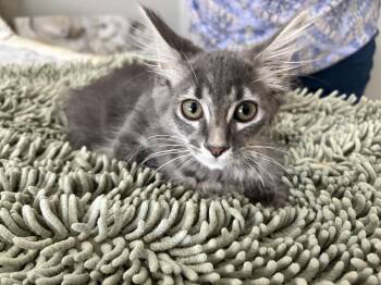 Theodore "Theo" -  Domestic Long Hair and Maine Coon Cat for Adoption in Mooresville, North Carolina - Theodore "Theo" | PetCurious