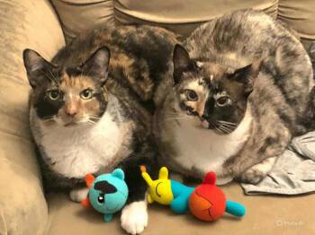 Rescue Siamese and Calico Cats for Adoption in Largo, Florida - PHANTOM & OPERA - Foster Or Adopter Needed | PetCurious
