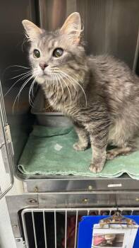 MAMA KITTY -  Domestic Long Hair Cat for Adoption in Burgaw, North Carolina - MAMA KITTY | PetCurious