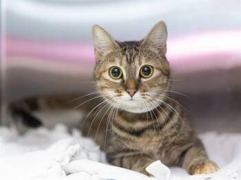 ROSARIA -  Domestic Short Hair Cat for Adoption in Phoenix, Arizona - ROSARIA | PetCurious