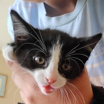 Thing 1 -  Domestic Short Hair Cat for Adoption in Grantsville, Utah - Thing 1 | PetCurious