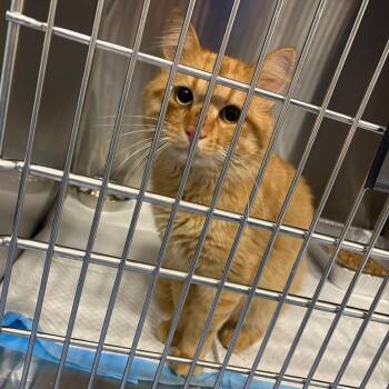 Multivitamin -  Domestic Short Hair Cat for Adoption in Greensboro, North Carolina - Multivitamin | PetCurious