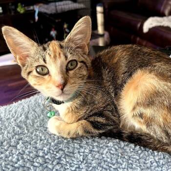 Rescue Domestic Short Hair Cats for Adoption in Fort Worth, Texas - Sweet Pea | PetCurious