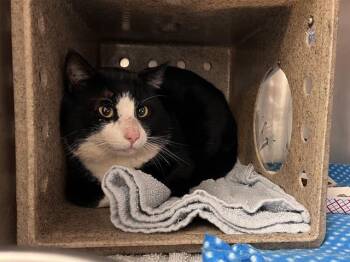 Domestic Short Hair Cats Available for Adoption - EGG | PetCurious