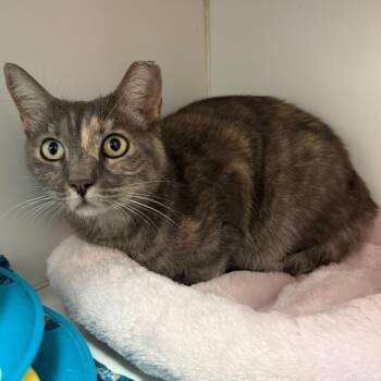 Domestic Short Hair Cats Available for Adoption in New York, New York - Louise | PetCurious