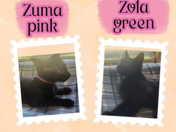Zuma & Zola of the Terrific 5 -  Domestic Short Hair Cat for Adoption in Oregon, Wisconsin - Zuma & Zola Of The Terrific 5 | PetCurious