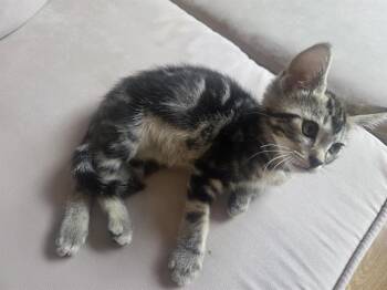 TACO -  Domestic Short Hair Cat for Adoption in Tustin, California - TACO | PetCurious