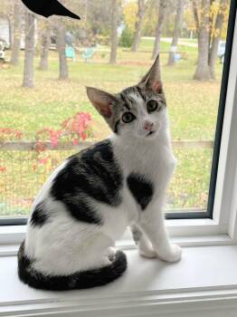 Rescue Domestic Short Hair Cats for Adoption in Winnipeg, Manitoba - Marbles | PetCurious