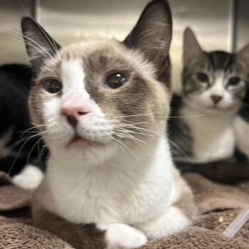 Judo -  Domestic Short Hair Cat for Adoption in Park City, Utah - Judo | PetCurious