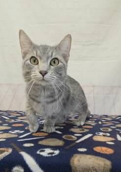 Potato Chip -  Domestic Short Hair Cat for Adoption in Red Wing, Minnesota - Potato Chip | PetCurious