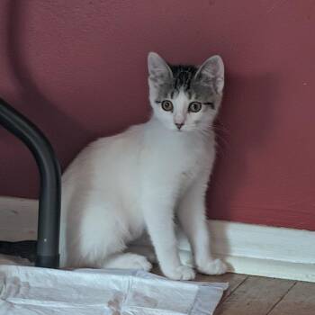 Aspen -MT -  Domestic Short Hair Cat for Adoption in Portage, Michigan - Aspen -MT | PetCurious