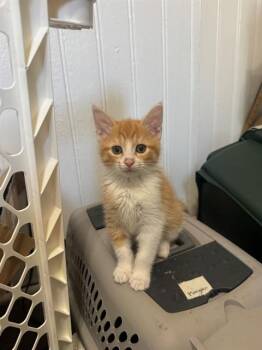 REBA -  Domestic Short Hair Cat for Adoption in Louisville, Kentucky - REBA | PetCurious
