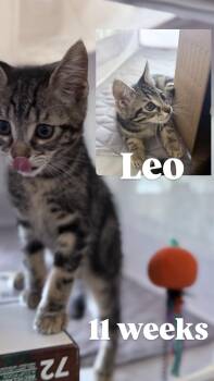 Rescue Tabby Cats for Adoption in Brentwood, California - Leo | PetCurious