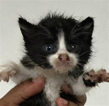 CALUM -  Domestic Short Hair Cat for Adoption in San Bernardino, California - CALUM | PetCurious