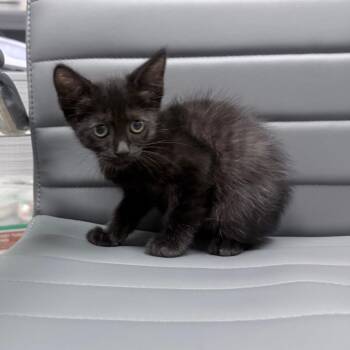 Jaguar "Jag" -  Domestic Short Hair Cat for Adoption in Jupiter, Florida - Jaguar "Jag" | PetCurious