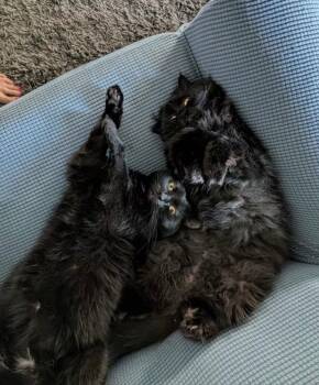Violet and Gus, bonded -  Persian and Domestic Long Hair Cat for Adoption in Walnut Creek, California - Violet And Gus, Bonded | PetCurious