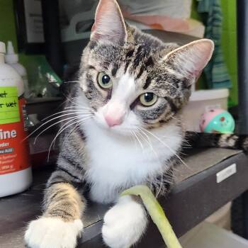 Kloe -  Domestic Short Hair and Tabby Cat for Adoption in Bolingbrook, Illinois - Kloe | PetCurious