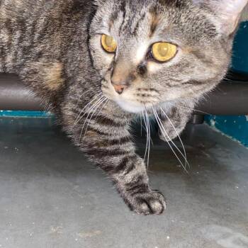 Domestic Short Hair Cats Available for Adoption in Owosso, Michigan - Squeaker | PetCurious