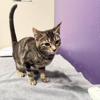 Morgana -  Domestic Short Hair Cat for Adoption in Englewood, Florida - Morgana | PetCurious