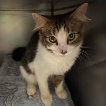 Starwood -  Domestic Medium Hair Cat for Adoption in Edwardsville, Illinois - Starwood | PetCurious