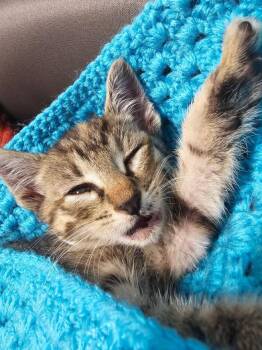 Rescue Tabby Cats for Adoption in Penns Grove, New Jersey - Ariel | PetCurious