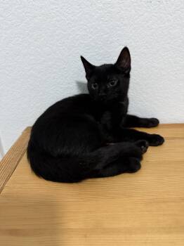 Sylvia -  Domestic Short Hair Cat for Adoption in Las Vegas, Nevada - Sylvia | PetCurious