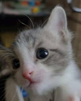 Yeti -  Domestic Short Hair Cat Available for Adoption in Greene, New York - Yeti | PetCurious
