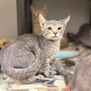 Ghoul -  Domestic Short Hair Cat for Adoption in Jacksboro, Tennessee - Ghoul | PetCurious