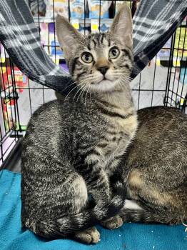 Darrin MCB -  Domestic Short Hair Cat for Adoption in Schertz, Texas - Darrin MCB | PetCurious