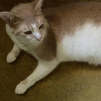 Domestic Short Hair Cats Available for Adoption in Roanoke, Virginia - Bubba | PetCurious