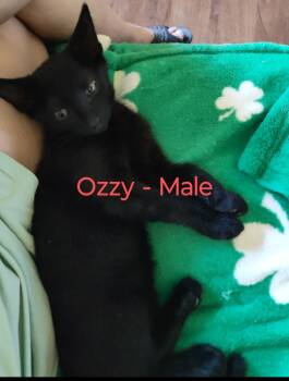 Rescue Domestic Short Hair Cats for Adoption in Myrtle Beach, South Carolina - Ozzy (urgent Courtesy Listing) | PetCurious