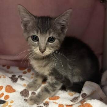 Puzzle -  Domestic Short Hair Cat for Adoption in Chicago, Illinois - Puzzle | PetCurious