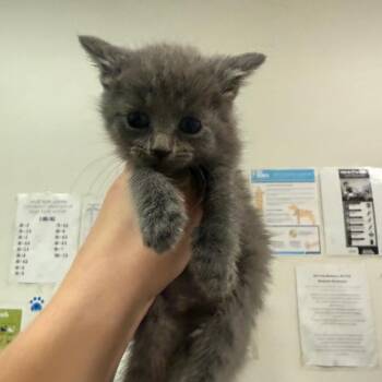 Shasta -  Domestic Short Hair Cat for Adoption in Charleston, West Virginia - Shasta | PetCurious