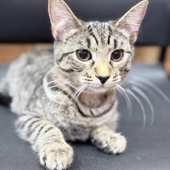 Lucy -  Domestic Short Hair Cat for Adoption in Honeoye, New York - Lucy | PetCurious