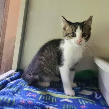 Pandy -  Domestic Short Hair Cat for Adoption in Hutchinson, Minnesota - Pandy | PetCurious