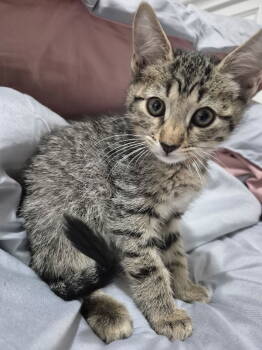 Rescue Domestic Short Hair Cats for Adoption in Oviedo, Florida - Gus Gus | PetCurious