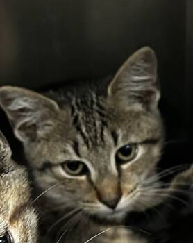 Rescue Domestic Short Hair Cats for Adoption in Spartanburg, South Carolina - Johnny | PetCurious