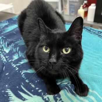 Monkey -  Domestic Short Hair Cat for Adoption in Murray, Utah - Monkey | PetCurious