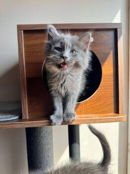 Domestic Short Hair Cats Available for Adoption in Ferndale, Michigan - Spork | PetCurious