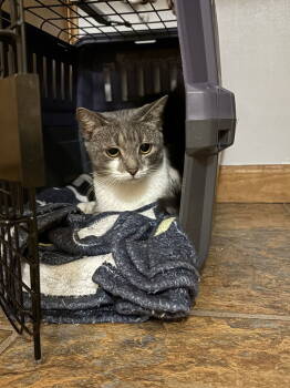 Rescue Domestic Short Hair Cats for Adoption in Camden, South Carolina - Salad (Available For Pre-adoption) | PetCurious