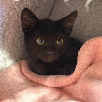 Gerald/Binx -  Domestic Short Hair Cat for Adoption in Yuma, Arizona - Gerald/Binx | PetCurious