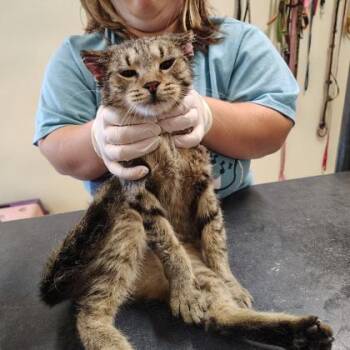 Marina -  Domestic Short Hair Cat for Adoption - Marina | PetCurious