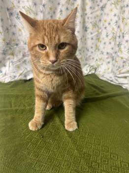 Cheddar -  Domestic Short Hair Cat for Adoption in Upper Sandusky, Ohio - Cheddar | PetCurious