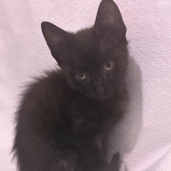 Yondu -  Domestic Short Hair Cat for Adoption - Yondu | PetCurious