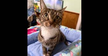 Domestic Short Hair Cats Available for Adoption - Mama Icelyn | PetCurious