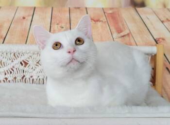 Domestic Short Hair Cats Available for Adoption in Greensburg, Pennsylvania - Kiiro  | PetCurious