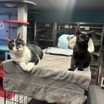 Rory and Wall-e -  Domestic Short Hair Cat for Adoption in Phoenix, Arizona - Rory And Wall-e | PetCurious