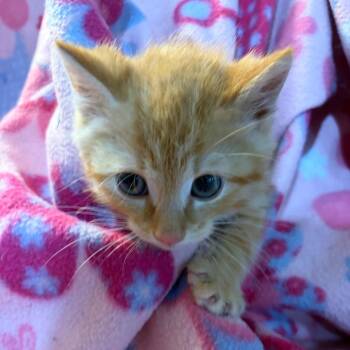 Rigoletto -  Domestic Short Hair Cat for Adoption in Waldorf, Maryland - Rigoletto | PetCurious