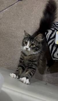 Batsy -  Domestic Medium Hair Cat for Adoption in San Jose, California - Batsy | PetCurious